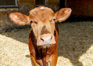 Rind in Tiefstreubucht | © Land schafft Leben