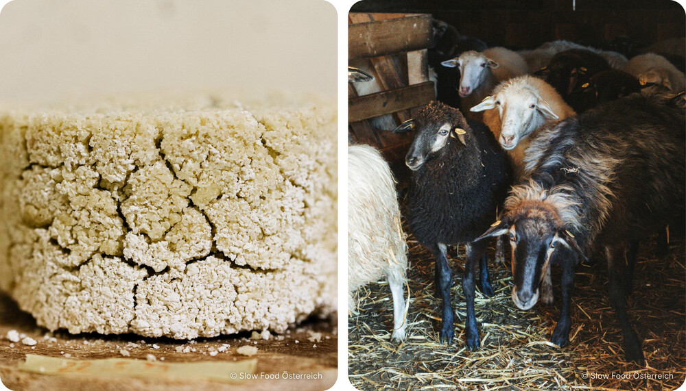 Käse, Krainer Steinschaf | © Slow Food Österreich