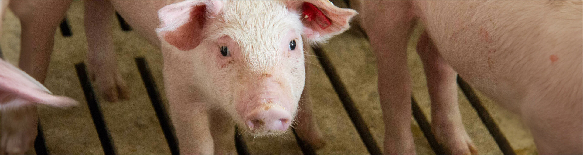 Ferkel in Vollspaltensystem | © Land schafft Leben