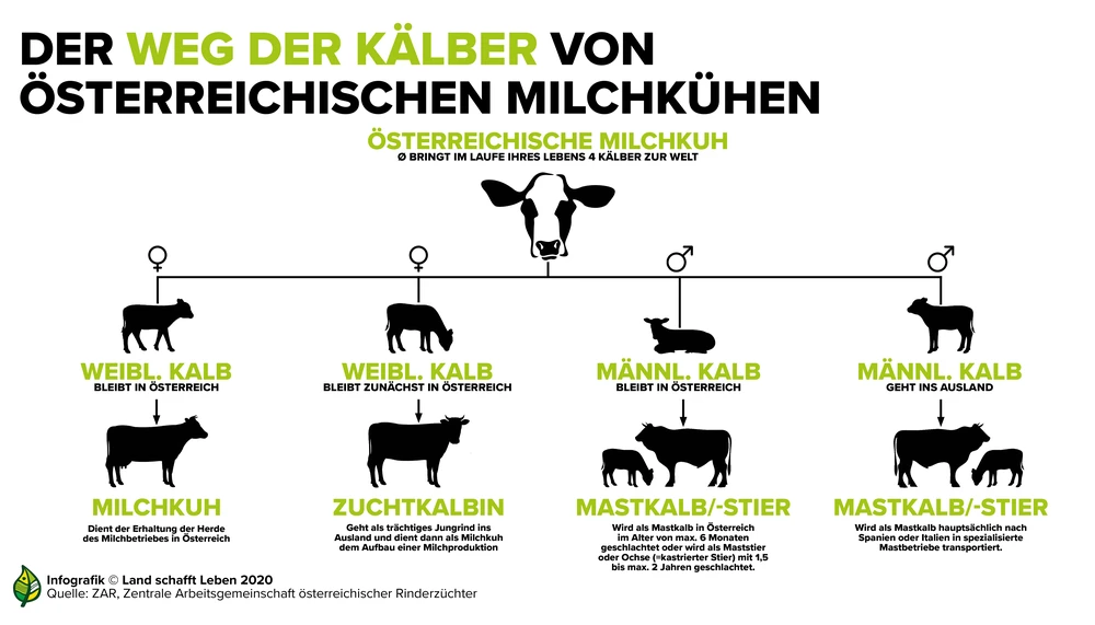 Von Kuhen Und Kalbern Und Muttern Und Babys