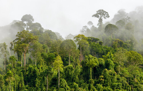 viele Bäume im Regenwald | © iStock