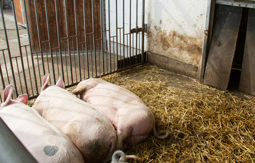 Vier Schweine auf Boden neben Stroh im Stall | © Land schafft Leben
